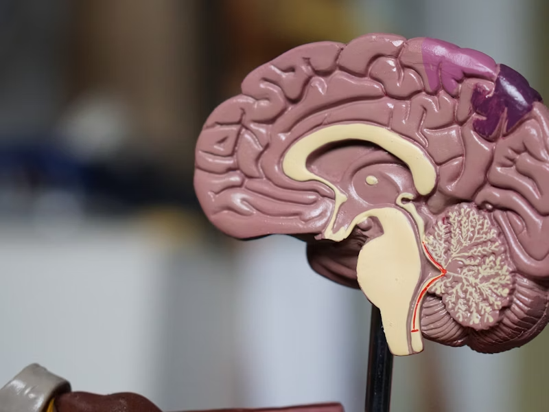 Illustration of a brain to symbolize clinical expertise